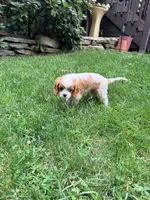 Charlie, a male Cavalier King Charles Spaniel for sale in Fayetteville, PA – 6 of 8