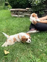Curly, a male Cavalier King Charles Spaniel for sale in Fayetteville, PA – 3 of 8