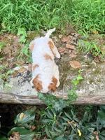 Charlie, a male Cavalier King Charles Spaniel for sale in Falls Church, VA – 2 of 10