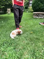 Curly, a male Cavalier King Charles Spaniel for sale in Fayetteville, PA – 2 of 8