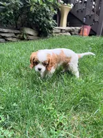 Curly, a male Cavalier King Charles Spaniel for sale in Fayetteville, PA – 7 of 8