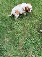 Curly, a male Cavalier King Charles Spaniel for sale in Fayetteville, PA – 8 of 8