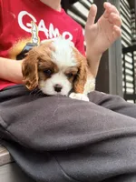 Curly, a male Cavalier King Charles Spaniel for sale in Fayetteville, PA – 1 of 8