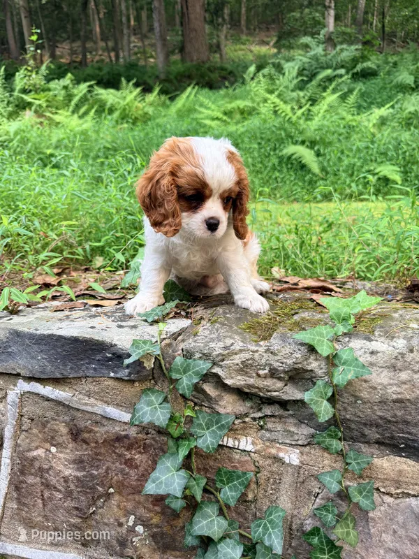 Charlie – Cavalier King Charles Spaniel puppy for sale in Fayetteville, PA