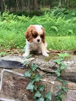 Charlie, a male Cavalier King Charles Spaniel for sale in Falls Church, VA – 1 of 10