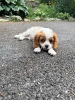 Curly, a male Cavalier King Charles Spaniel for sale in Falls Church, VA – 4 of 10