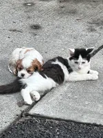 Charlie, a male Cavalier King Charles Spaniel for sale in Fayetteville, PA – 4 of 8