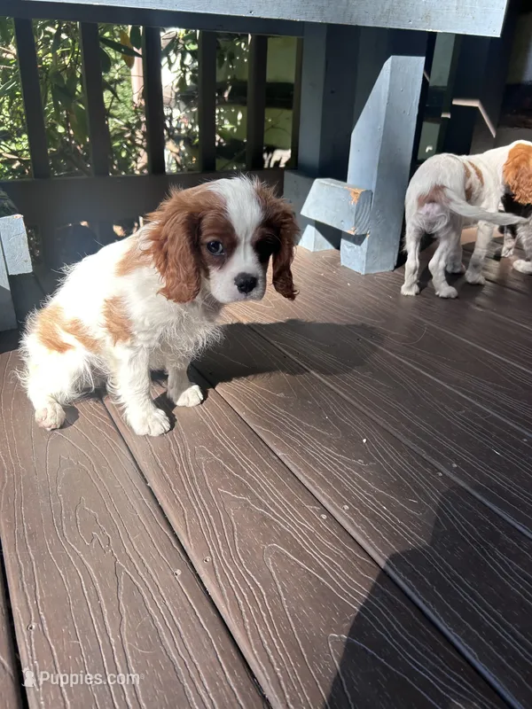 Curly – Cavalier King Charles Spaniel puppy for sale in Falls Church, VA