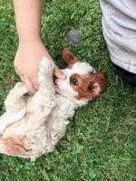 Curly, a male Cavalier King Charles Spaniel for sale in Fayetteville, PA – 4 of 8