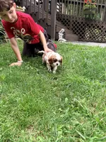 Charlie, a male Cavalier King Charles Spaniel for sale in Fayetteville, PA – 2 of 8
