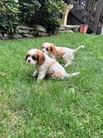 Charlie, a male Cavalier King Charles Spaniel for sale in Fayetteville, PA – 8 of 8