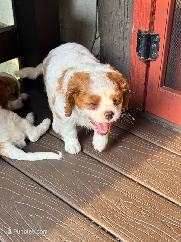 Curly – Cavalier King Charles Spaniel puppy for sale in Fayetteville, PA