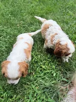 Charlie, a male Cavalier King Charles Spaniel for sale in Fayetteville, PA – 5 of 8