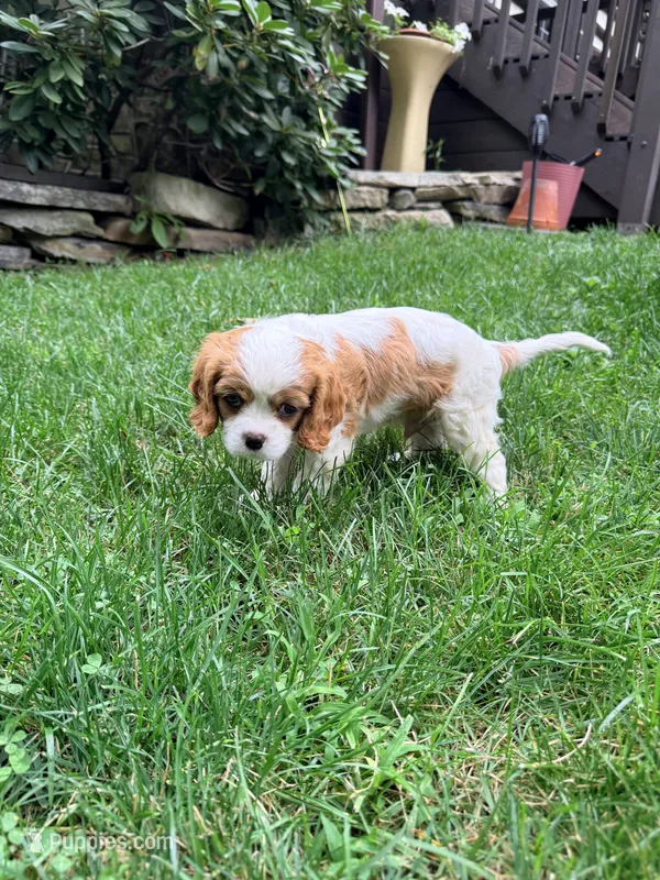 Charlie – Cavalier King Charles Spaniel puppy for sale in Fayetteville, PA