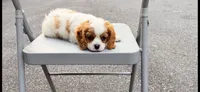 Curly, a male Cavalier King Charles Spaniel for sale in Falls Church, VA – 2 of 10