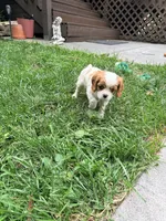 Curly, a male Cavalier King Charles Spaniel for sale in Fayetteville, PA – 6 of 8