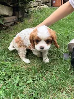 Curly, a male Cavalier King Charles Spaniel for sale in Fayetteville, PA – 5 of 8