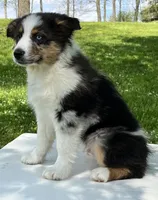 Boomer , a male Miniature American Shepherd for sale in Dalton, OH – 6 of 8