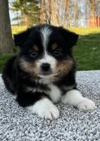 Cody , a male Miniature American Shepherd for sale in Dalton, OH – Photo 1 of 4