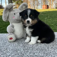 Cody , a male Miniature American Shepherd for sale in Dalton, OH – Photo 2 of 4