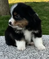Cody , a male Miniature American Shepherd for sale in Dalton, OH – Photo 3 of 4