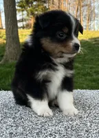 Cody , a male Miniature American Shepherd for sale in Dalton, OH – Photo 4 of 4
