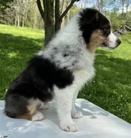 Boomer , a male Miniature American Shepherd for sale in Dalton, OH – 7 of 8