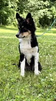 Roxy, a female Australian Shepherd and Border Collie for sale in Dalton, OH – 5 of 7
