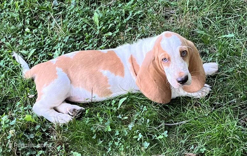 Hayden – Basset Hound puppy for sale in Dalton, OH