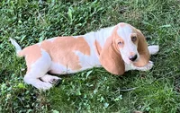 Hayden, a male Basset Hound for sale in Dalton, OH – 1 of 8
