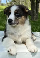 Boomer , a male Miniature American Shepherd for sale in Dalton, OH – 4 of 8