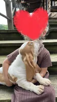 Hayden, a male Basset Hound for sale in Dalton, OH – 3 of 8