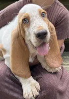 Hayden, a male Basset Hound for sale in Dalton, OH – 4 of 8