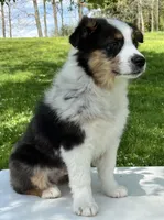 Boomer , a male Miniature American Shepherd for sale in Dalton, OH – 8 of 8