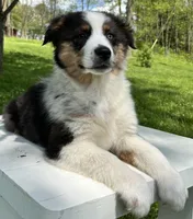 Boomer , a male Miniature American Shepherd for sale in Dalton, OH – 3 of 8