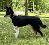 Roxy, a female Australian Shepherd and Border Collie for sale in Dalton, OH – 2 of 7
