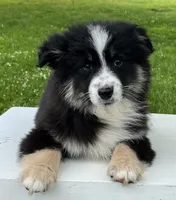 Ava , a female Miniature American Shepherd for sale in Dalton, OH – 4 of 9