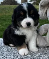 Cole , a male Miniature American Shepherd for sale in Dalton, OH – Photo 3 of 5