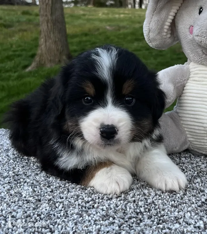 Cole  – Miniature American Shepherd puppy for sale in Dalton, OH
