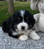 Cole , a male Miniature American Shepherd for sale in Dalton, OH – Photo 1 of 5