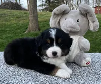 Cole , a male Miniature American Shepherd for sale in Dalton, OH – Photo 4 of 5