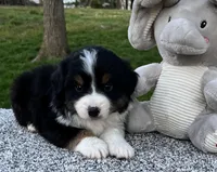 Cole , a male Miniature American Shepherd for sale in Dalton, OH – Photo 2 of 5