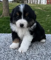 Cole , a male Miniature American Shepherd for sale in Dalton, OH – Photo 5 of 5