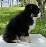 Ava , a female Miniature American Shepherd for sale in Dalton, OH – 7 of 9