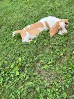 Hayden, a male Basset Hound for sale in Dalton, OH – 7 of 8