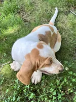 Hayden, a male Basset Hound for sale in Dalton, OH – 6 of 8
