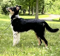 Roxy, a female Australian Shepherd and Border Collie for sale in Dalton, OH – 6 of 7
