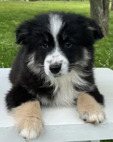 Ava , a female Miniature American Shepherd for sale in Dalton, OH – 6 of 9
