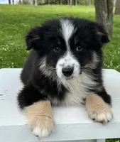Ava , a female Miniature American Shepherd for sale in Dalton, OH – 3 of 9