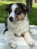 Boomer , a male Miniature American Shepherd for sale in Dalton, OH – 2 of 8